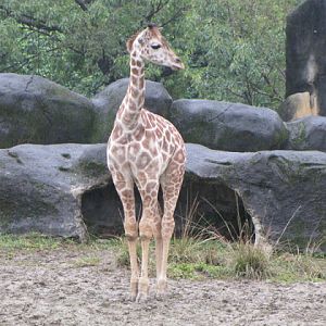 Taipei Zoo 10.01.2011
