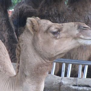 Taipei Zoo 10.01.2011