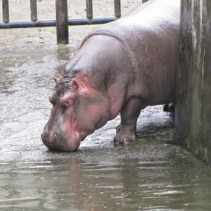 Taipei Zoo 10.01.2011