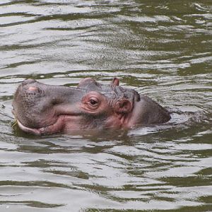 Taipei Zoo 10.01.2011