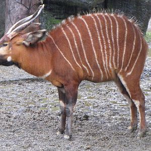 Taipei Zoo 10.01.2011