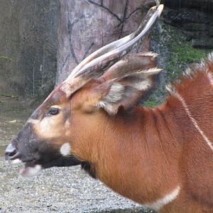 Taipei Zoo 10.01.2011