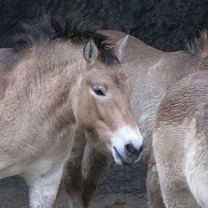 Taipei Zoo 10.01.2011