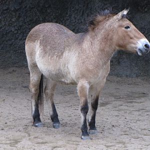 Taipei Zoo 10.01.2011