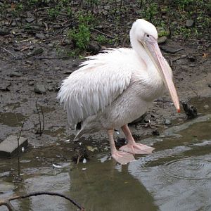 Taipei Zoo 10.01.2011