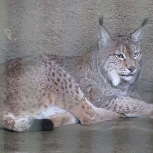 Taipei Zoo 10.01.2011