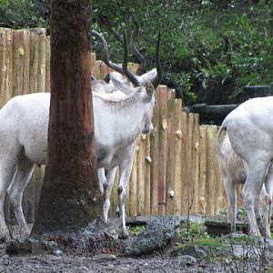 Taipei Zoo 10.01.2011