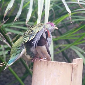 Timor Sparrow Preening a Superb Fruit Dove at Chester, 24/02/13
