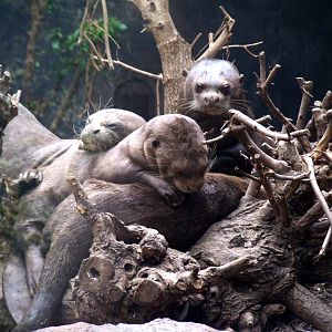 Giant Otter Family at Chester, 24/02/13