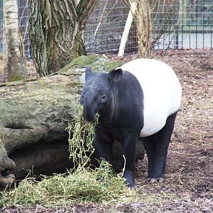 Malayan Tapir at Chester, 24/02/13