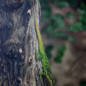 Spotted Martinique's Anole at Chester, 24/02/13