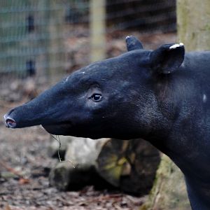 Malayan Tapir at Chester, 24/02/13