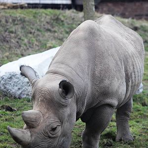 Eastern Black Rhinoceros at Chester, 24/02/13