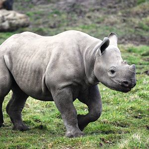 Young Eastern Black Rhinoceros at Chester, 24/02/13