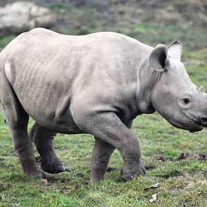 Young Eastern Black Rhinoceros at Chester, 24/02/13