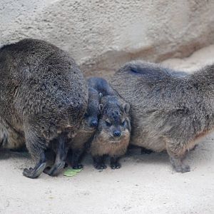 South African Rock Hyrax at Chester, 24/02/13