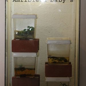 amphibian rairing enclosures