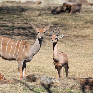 Lesser Kudu and Gerenuk