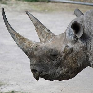 Southern Black Rhinoceros
