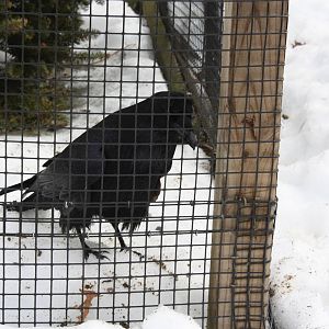 New England Farmyard- Raven