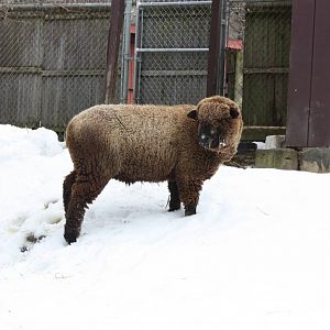 New England Farmyard- Sheep