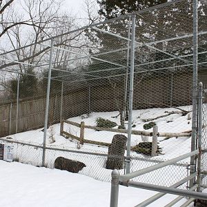New England Farmyard- Snowy Owl Exhibit