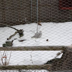 New England Farmyard- Snowy Owl Enjoying Snow