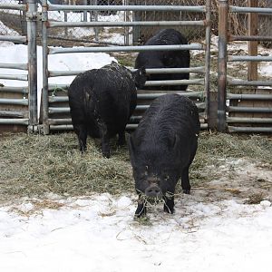 New England Farmyard- Guinea Hogs
