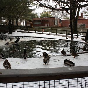 New England Farmyard- Waterfowl Pond #1