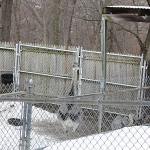 New England Farmyard- Greater Rheas