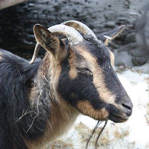 New England Farmyard- San Clemente Goat