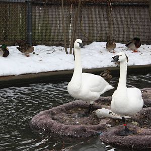 New England Farmyard- Whistling Swans