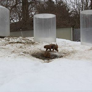 North American Plains- Black-Tailed Prairie Dogs