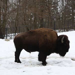 North American Plains- American Bison