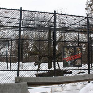 Predators- Upcoming Amur Leopard Exhibit