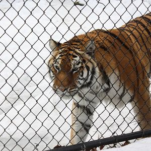 Predators- Amur Tiger