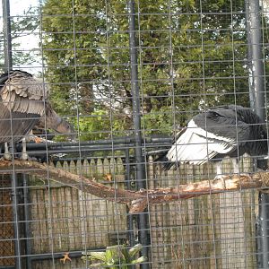 Andean Condors