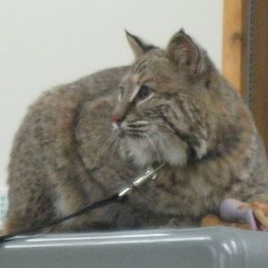 Beeze the Bobcat