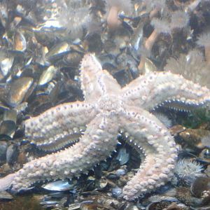 sea-star species