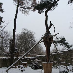Paddock of red pandas