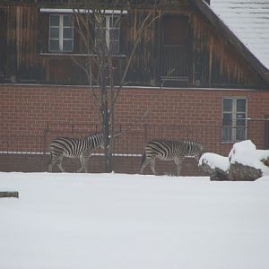 Equus quagga chapmani