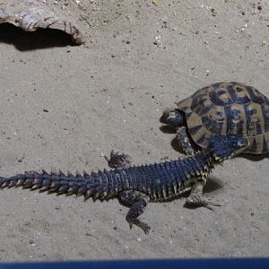 Haus des Meeres 20.06.2010