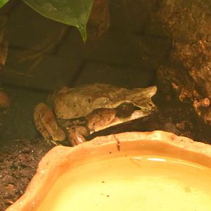 Haus des Meeres 20.06.2010