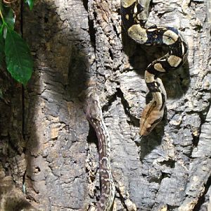 Haus des Meeres 20.06.2010