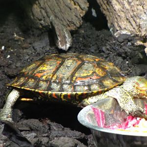 Haus des Meeres 20.06.2010