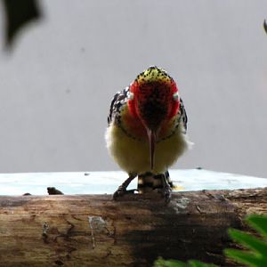 Haus des Meeres 20.06.2010