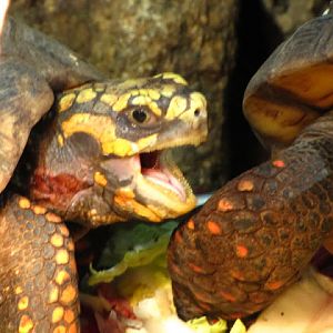 Haus des Meeres 20.06.2010