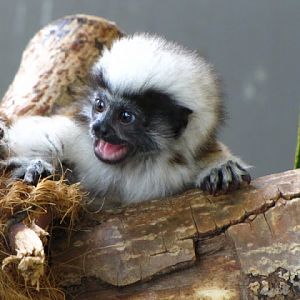 Haus des Meeres 20.06.2010