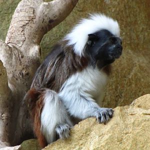 Haus des Meeres 20.06.2010