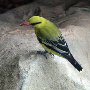 Haus des Meeres 20.06.2010